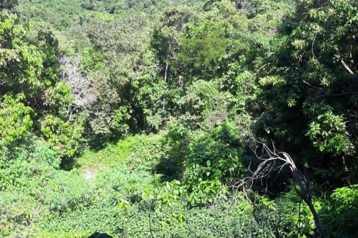 Montego Bay Botanical and Bird Sanctuary Walk — 90-Min Nature Tour photo 5