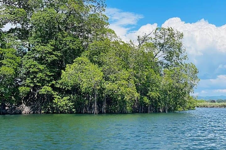 Black River Safari and YS Falls: Full-Day Combo from Negril photo 3