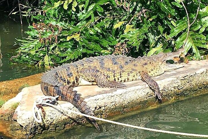 Black River Safari and YS Falls: Full-Day Combo from Negril photo 5