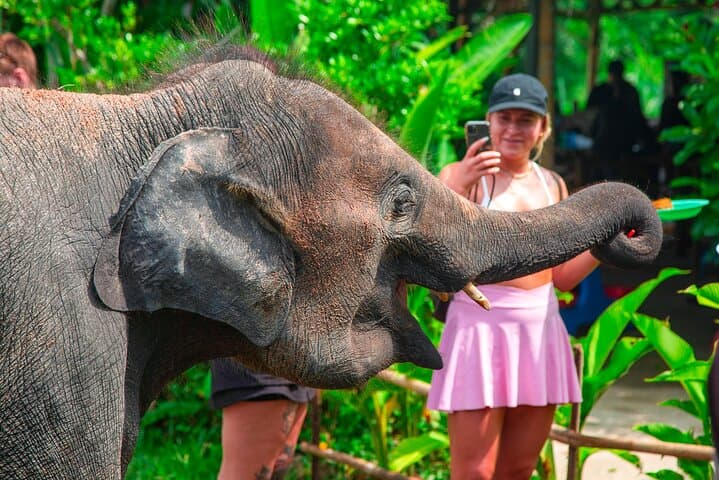 Koh Samui Elephant Care & 4WD Jungle Tour (6 Hours)