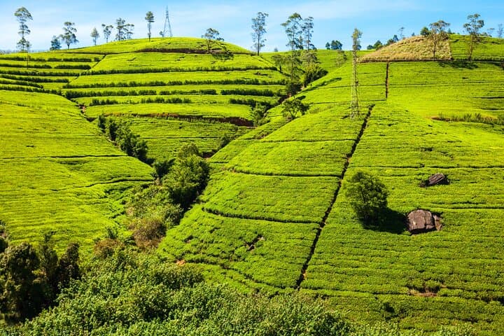 Experience Sri Lanka: 7-Day Coastal-to-Highland Adventure photo 5
