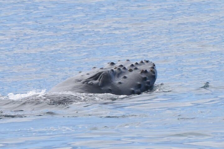 Private Whale Watch and Snorkel Off Kaua'i — Kauai Morning Charter photo 6