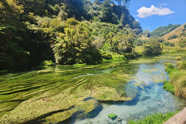 Full-Day Wai-O-Tapu, Huka Falls & Blue Spring Private Tour from Auckland photo 3