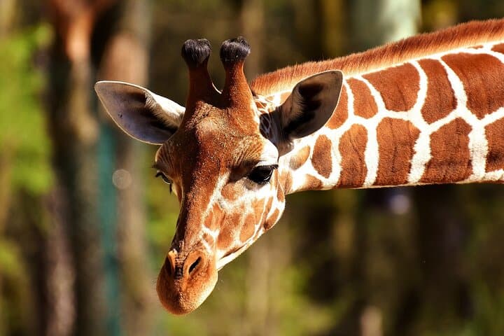 Exploring Nairobi National Park: A Morning Safari Adventure on the City’s Edge photo 2