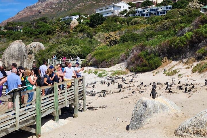 Cape Peninsula Scenic Drive: Cape Point, Boulders Penguins & Chapman’s Peak photo 3