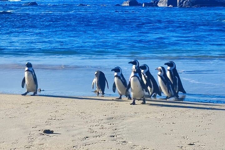Cape Peninsula Scenic Drive: Cape Point, Boulders Penguins & Chapman’s Peak photo 6
