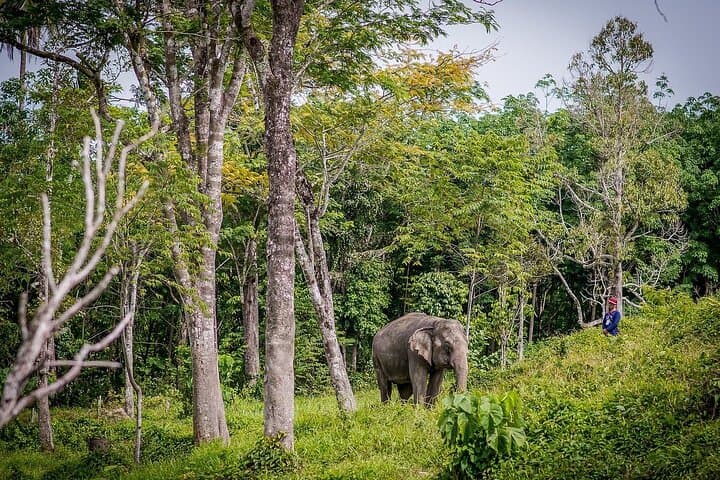 Phuket Elephant Sanctuary & Karen Tribe Immersion: Ethical Elephant Encounters and Jungle Walk photo 2