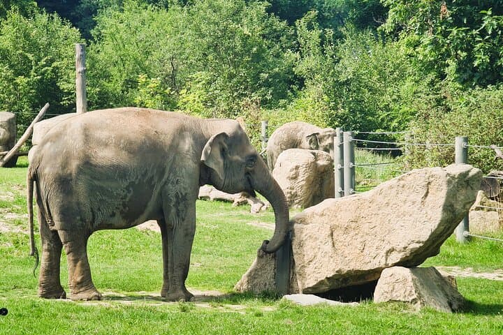 Prague Zoo Admission with Transfer and Multilingual Audio Guide