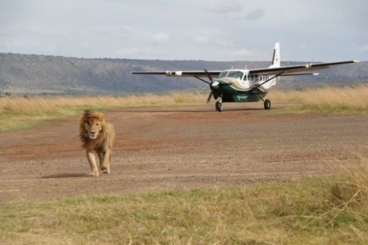 5-Day Luxury Flying Safari: Amboseli & Maasai Mara, Kenya photo 6