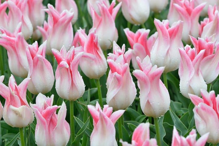Private Keukenhof Garden Tour from Amsterdam — Skip-the-Line Tulip Experience photo 4