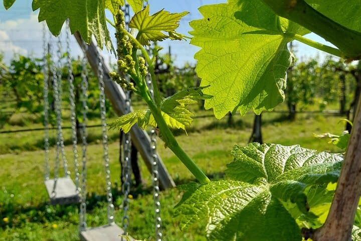 Half-Day Prosecco Road Tour from Conegliano: Vineyards, Cellars & Tastings photo 2