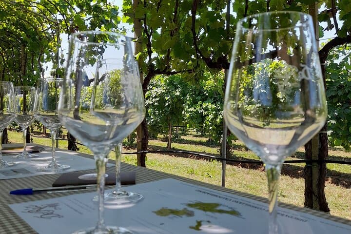Half-Day Prosecco Road Tour from Conegliano: Vineyards, Cellars & Tastings photo 3