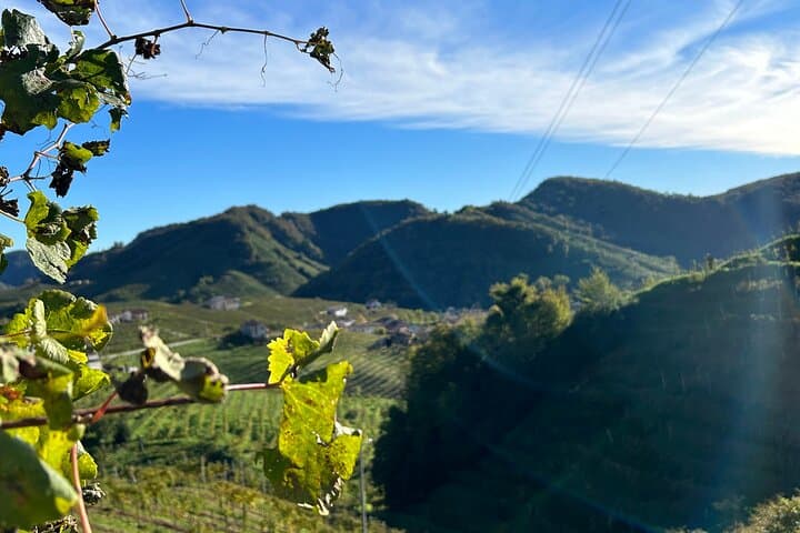 Half-Day Prosecco Road Tour from Conegliano: Vineyards, Cellars & Tastings photo 4