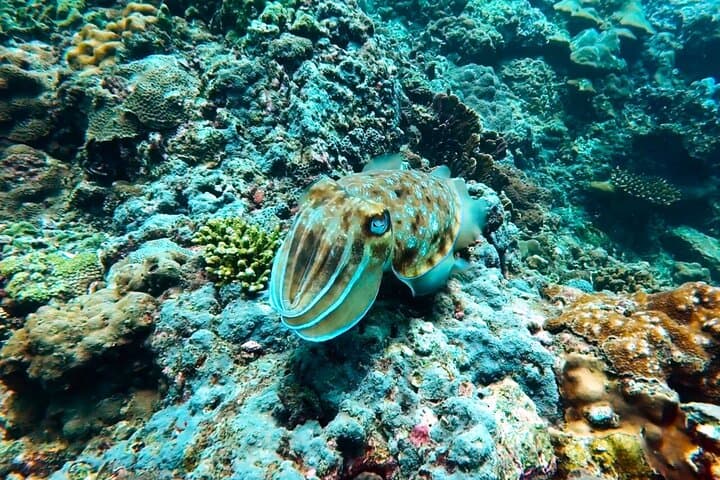 Half-Day Scuba at Maiton Private Island: Small-Group Dives from Phuket photo 4