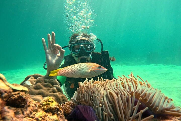 Half-Day Scuba at Maiton Private Island: Small-Group Dives from Phuket photo 6