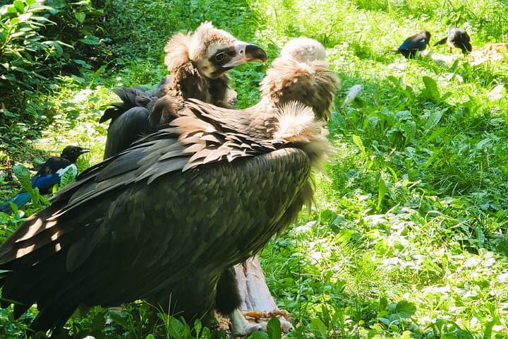 Prague Zoo Admission with Transfer and Multilingual Audio Guide photo 5