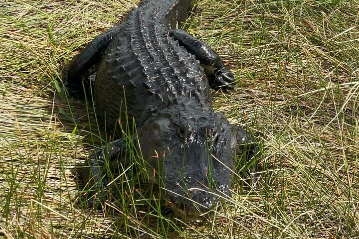 everglades-3-hikes-90-minute-boat-tour-lunch