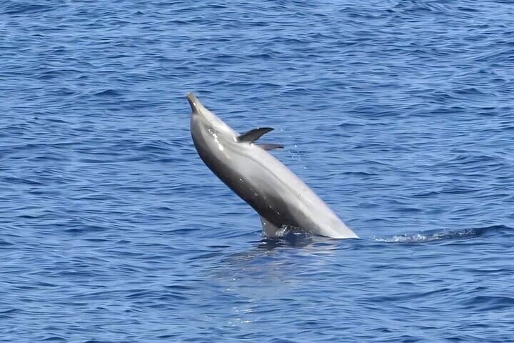 Dolphin Watching & Snorkel at Figarolo Island: Olbia Boat Excursion photo 3