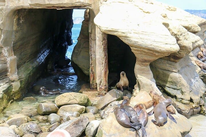 San Diego Day Tour from Orange County: La Jolla, Balboa Park & Old Town Highlights photo 3