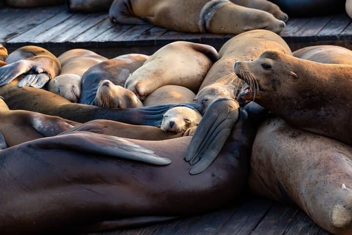 San Diego Day Tour from Orange County: La Jolla, Balboa Park & Old Town Highlights photo 5