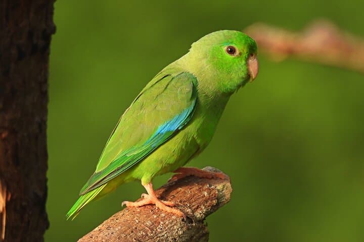 Birdwatching at Los Loros Reserve: Parrots, Toucans & Endemics Near Cartagena