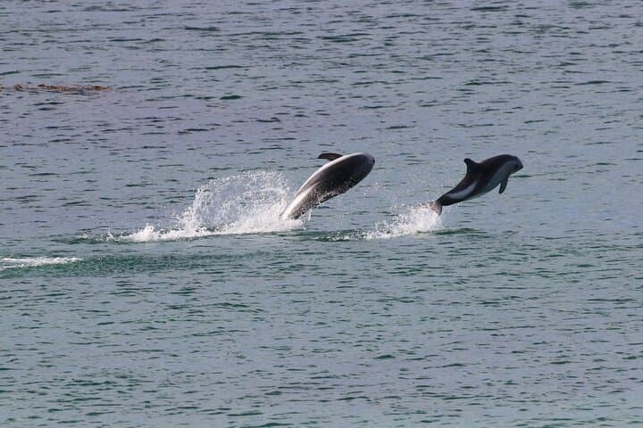 Bertha's Beach Gentoo Penguin Tour from Stanley — Yorke Bay & Gypsy Cove Day Trip photo 2