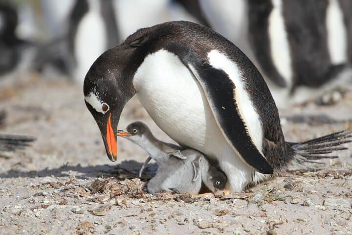 Bertha's Beach Gentoo Penguin Tour from Stanley — Yorke Bay & Gypsy Cove Day Trip photo 4