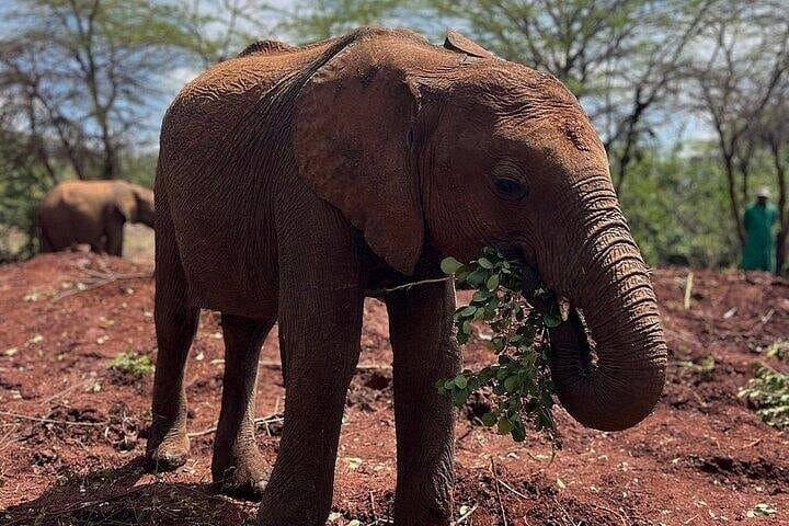 Inside Nairobi’s Urban Safari: Exploring Nairobi National Park and Wildlife Conservation Hubs photo 4