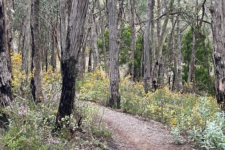 Adelaide Hills e-Bike Tour: Piccadilly Valley to Mt Lofty Self-Guided Ride photo 3