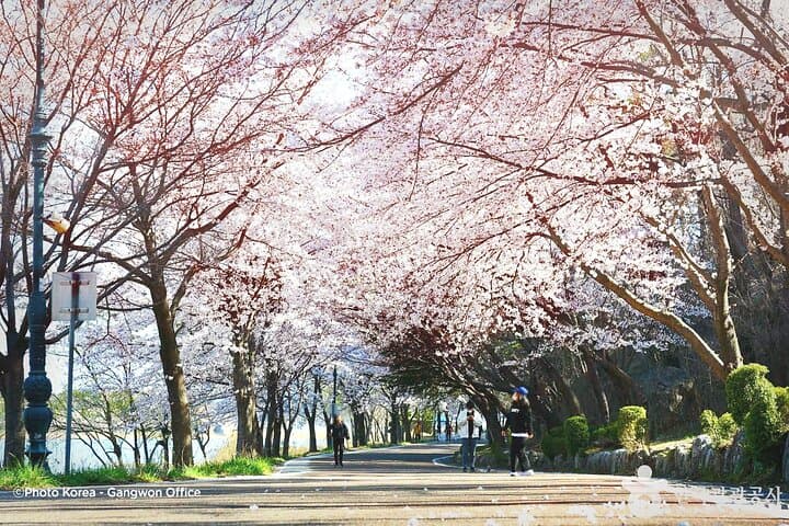 Seoraksan & Yeongrangho Cherry Blossom Day Trip from Seoul: Hike Seorak and Lake Blooms