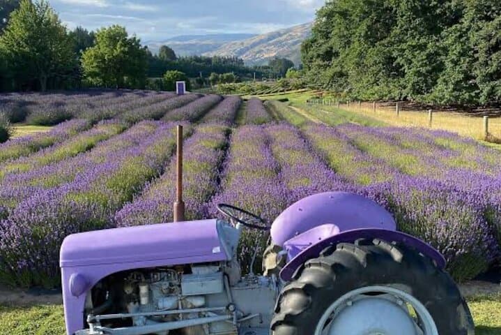 Queenstown to Wanaka Private Day Tour — Crown Range, Arrowtown & Wanaka Highlights photo 3