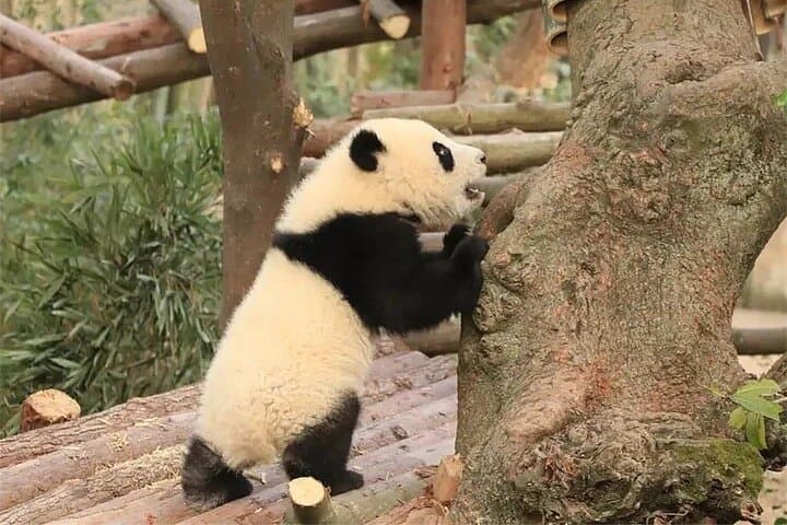 Chengdu 5-Day Bus Tour: Pandas, Temples, Art & Nightlife