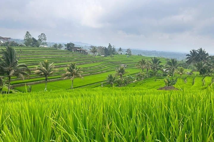 North Bali Day Tour — Ulun Danu Temple, Handara Gate, Banyumala & Jatiluwih Rice Terraces photo 2