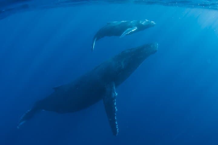 Private Whale Watch and Snorkel Off Kaua'i — Kauai Morning Charter photo 3