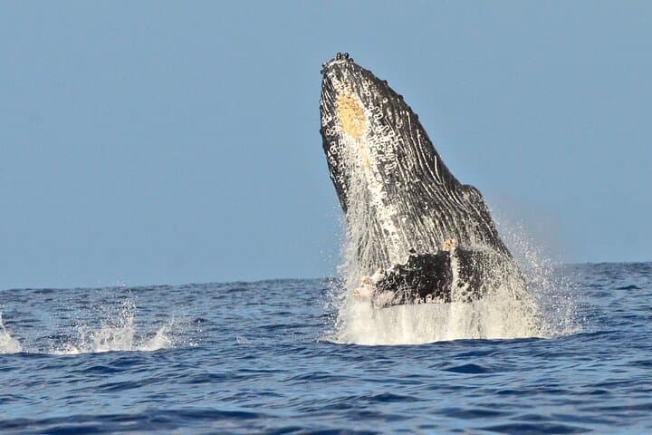 Private Whale Watch and Snorkel Off Kaua'i — Kauai Morning Charter photo 2