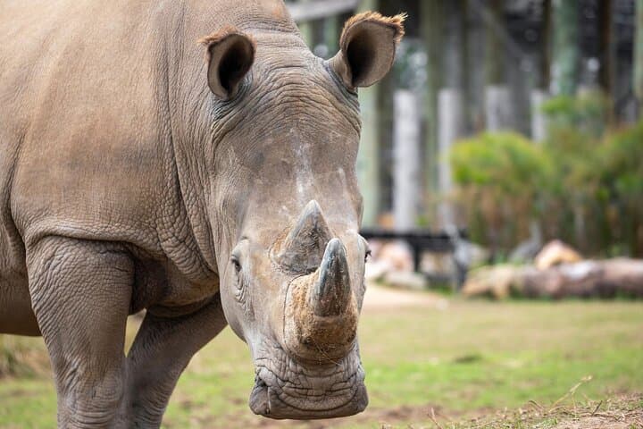 Sydney Zoo Bungarribee Wildlife Experience — Visitor Guide & Practical Tips photo 4