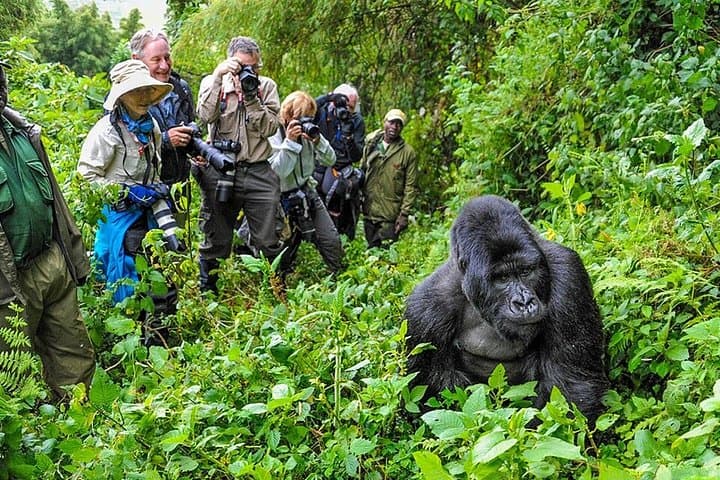 6-Day Rwanda & Uganda Gorilla Safari: Gorilla Trekking, Mount Bisoke Hike & Nyungwe Canopy Walk photo 2