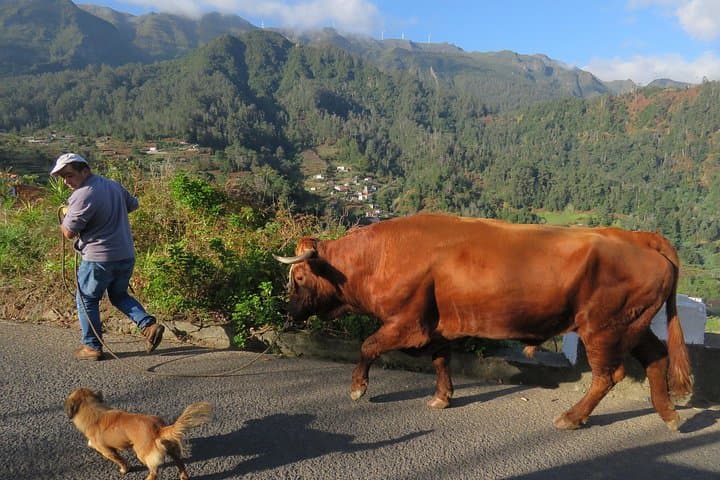 Madeira Convertible Scenic Drive: West Coast Cliffs & Volcanic Pools photo 2
