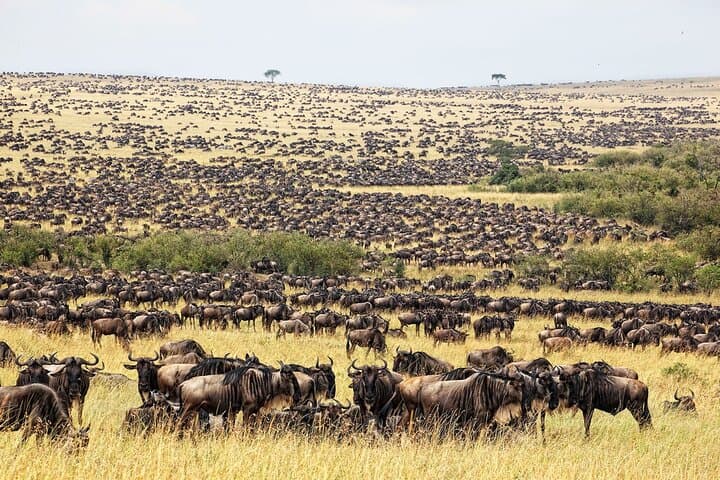 8-Day Kenya Flying Safari: Serena Lodges in Samburu, Masai Mara & Amboseli photo 2