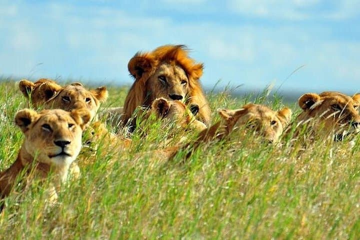 9-Day Kenya Cat Scratch Circuit: Big Cat Safari from Samburu to Masai Mara photo 3