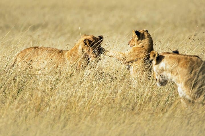 3-Day Masai Mara Safari: Big Five Game Drives & Maasai Culture photo 2