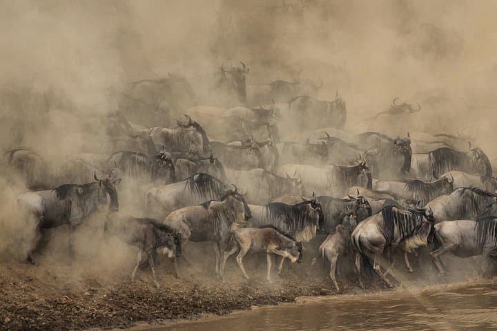 3-Day Masai Mara Safari: Big Five Game Drives & Maasai Culture photo 3