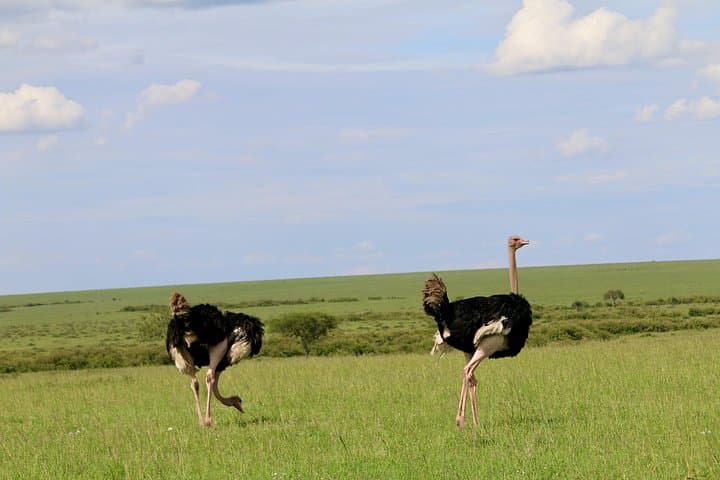 3-Day Masai Mara Safari: Big Five Game Drives & Maasai Culture photo 4