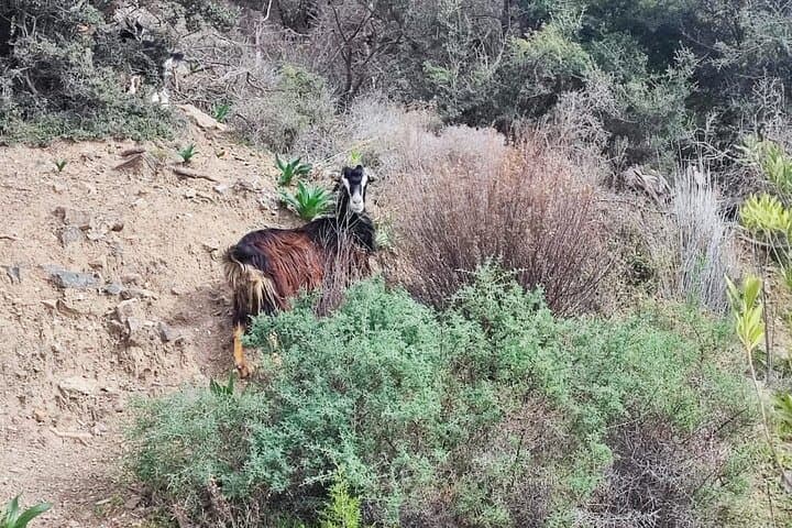 Mount Juktas Hike: Crete’s Ancient Observatory & Zeus-Face Summit photo 3