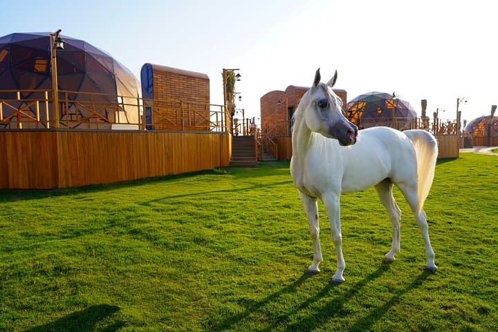 Dubai Overnight Desert Dome Glamping & Stargazing at Al Marmoom photo 6