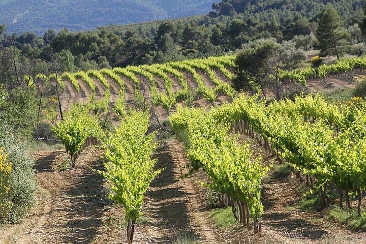 E‑Bike Wine Routes from Vaison‑la‑Romaine: Mont Ventoux & Dentelles Tasting photo 3
