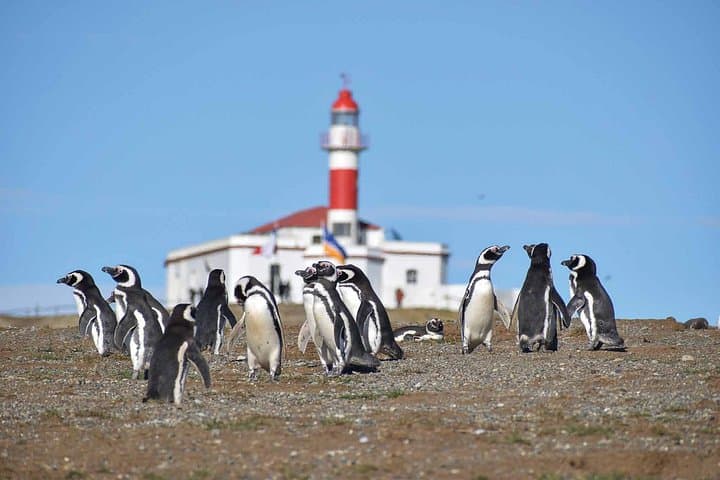 Magdalena Island Penguin Boat Tour from Punta Arenas — Magdalena & Marta Islands Wildlife Cruise