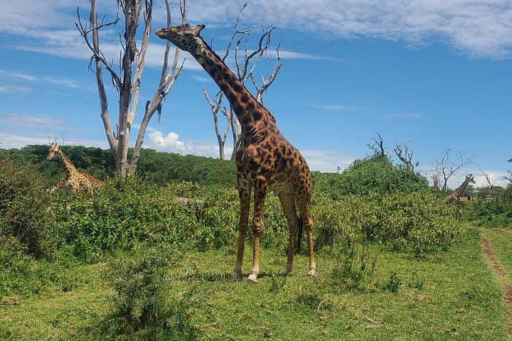 Crescent Island Walking Safari & Lake Naivasha Boat Tour — Private Day Trip