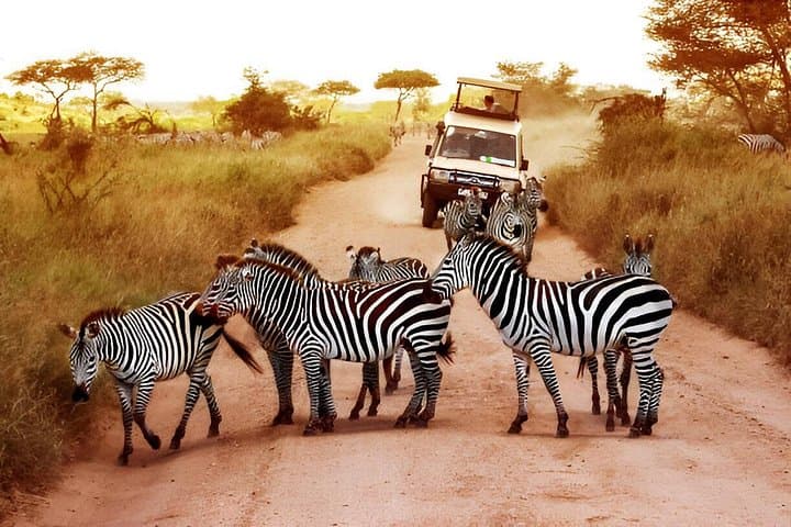 Pilanesberg National Park 6-Hour Big Five Safari from Sun City photo 4