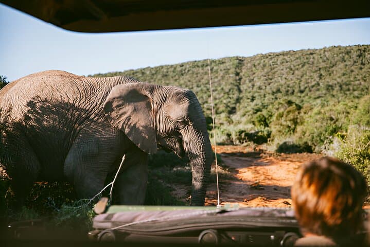 10-Day Cape Town, Kruger & Johannesburg Safari Tour — Big 5 & City Highlights